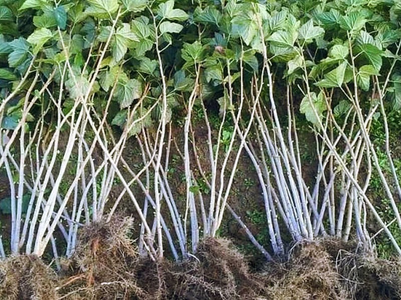 Anbaubedingungen für die frühe Himbeersorte Meteor im Hausgarten