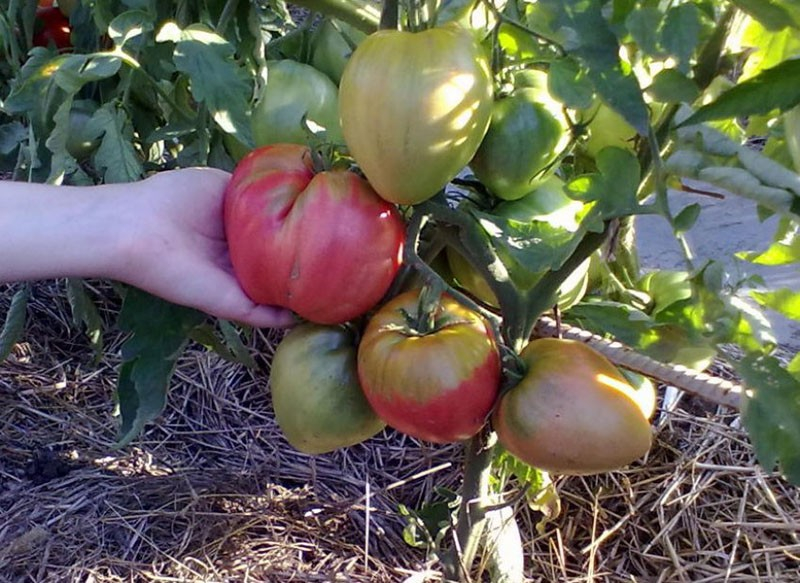 Edler Sibirier: die Tomatensorte Welmosha