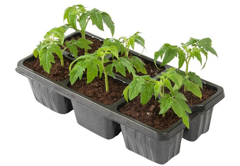 Edler Sibirier: die Tomatensorte Welmosha