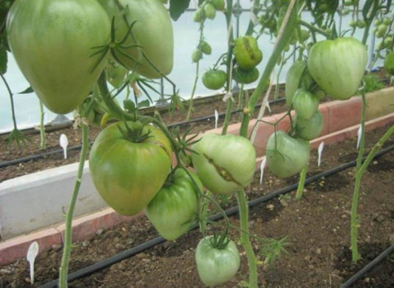 Edler Sibirier: die Tomatensorte Welmosha