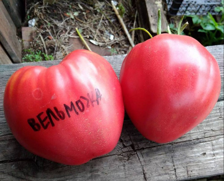 Edler Sibirier: die Tomatensorte Welmosha