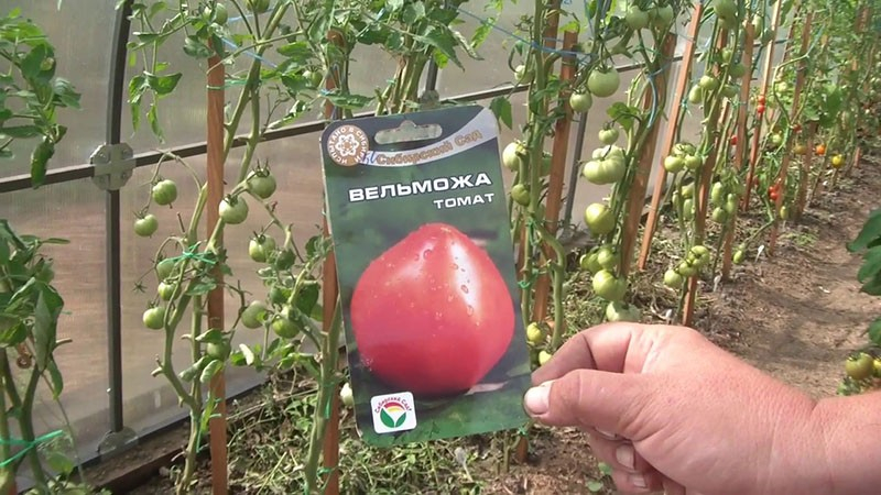 Edler Sibirier: die Tomatensorte Welmosha
