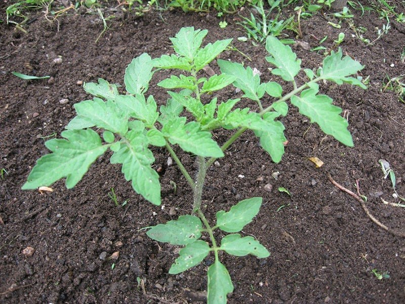 Edler Sibirier: die Tomatensorte Welmosha