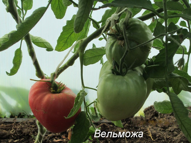 Edler Sibirier: die Tomatensorte Welmosha