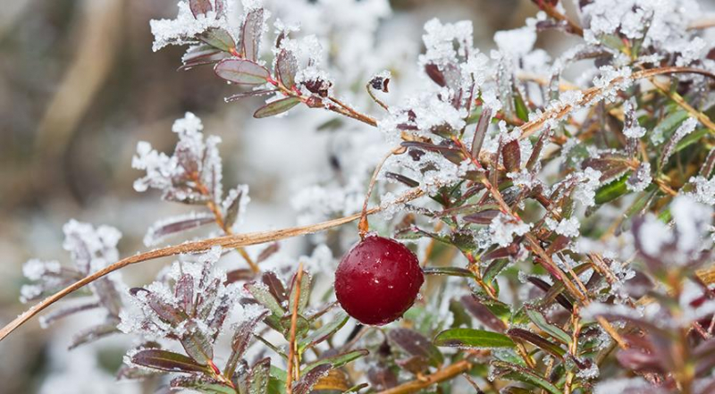Ist Cranberry wirklich so gesund, wie unsere Großmütter glaubten?