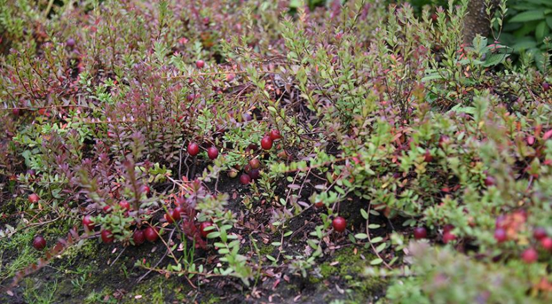 Ist Cranberry wirklich so gesund, wie unsere Großmütter glaubten?