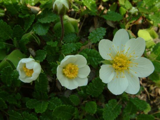 Dryas octopetala oder reliktische Pracht im Garten