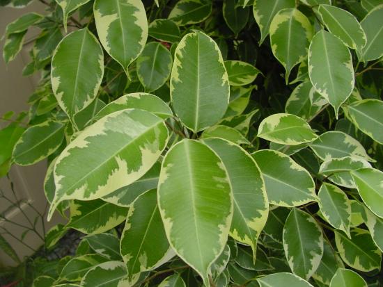 Ficus benjamina: Schädlinge, Bekämpfungsmaßnahmen und Vorbeugung