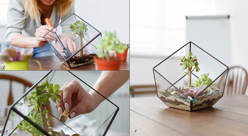 Wie man selbst ein Florarium baut, anschauliche Tipps für Anfänger