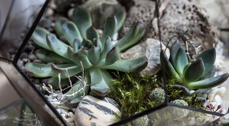 Wie man selbst ein Florarium baut, anschauliche Tipps für Anfänger