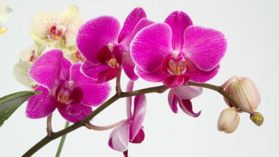 Wie Sie die Phalaenopsis-Orchidee düngen: nützliche Tipps