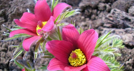 Wie Sie die Kuhschelle im Garten anbauen