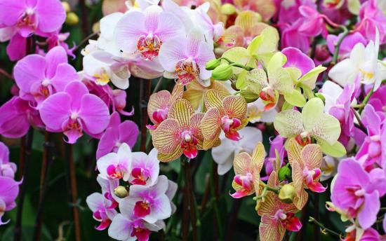 Wie man eine Orchidee aus Samen zu Hause züchtet