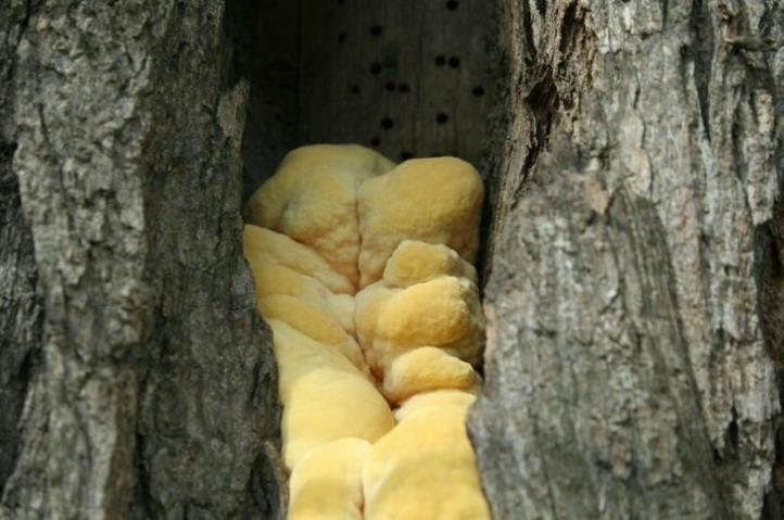 Wie man eine Baumhöhle an einem Apfelbaum mit Montageschaum füllt
