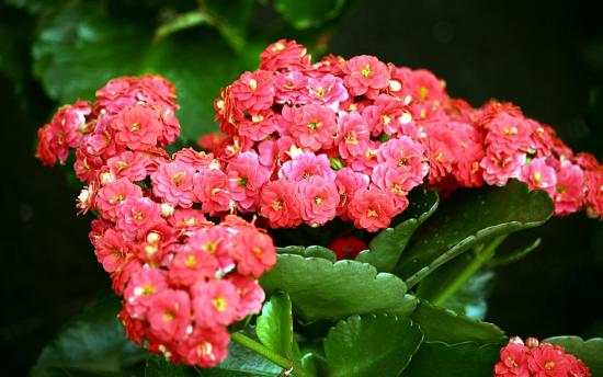 Kalanchoe: Wie pflegen und vermehren in der Wohnung