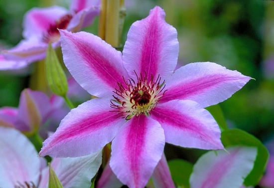 Clematis Nelly Moser: Pflanzenmerkmale und Anbaumethoden