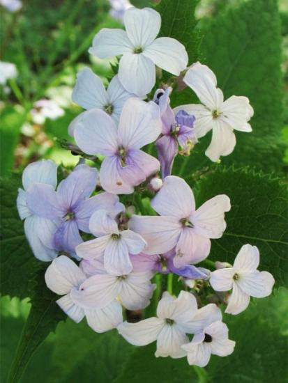 Lunaria rediviva: Anbau im Garten