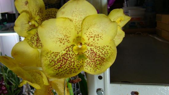 Orchidee Vanda: Pflege und Anbau zu Hause