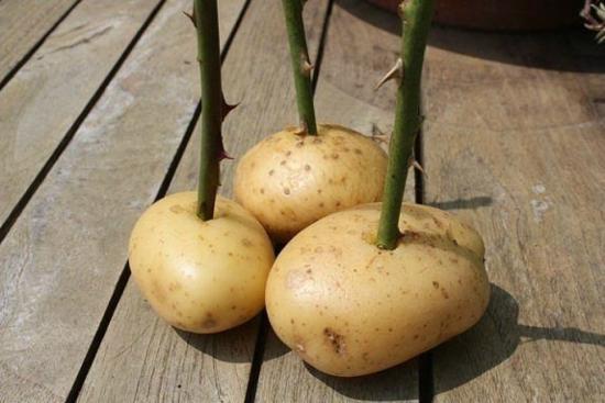 Geheimnisse der Rosenvermehrung durch Stecklinge