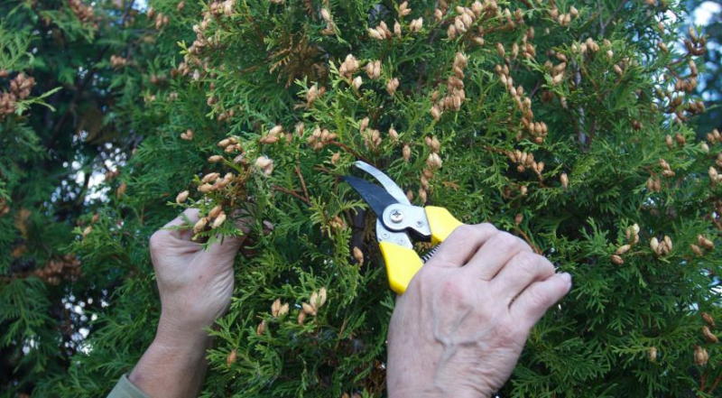 Thuja-Anbau durch Herbstaussaat: kompletter Meisterkurs mit Fotos