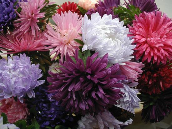 Die Aster: Anzucht aus Samen im Garten
