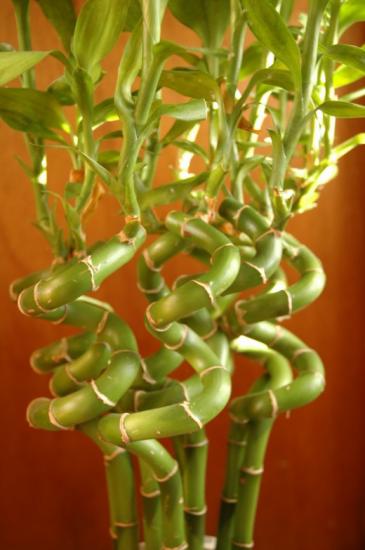 Dracaena sanderiana: Beschreibung und Haltungsbedingungen der Pflanze