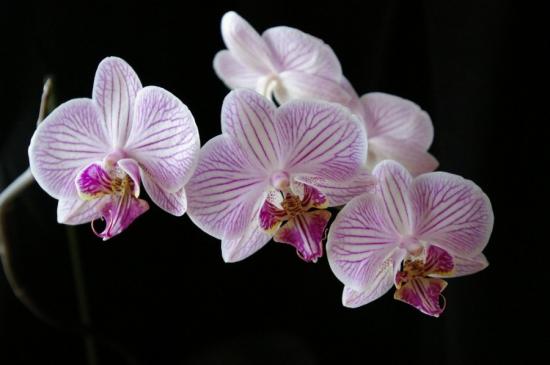Wie man eine Orchideenzwiebel selbst pflanzt, Orchideenzucht zu Hause
