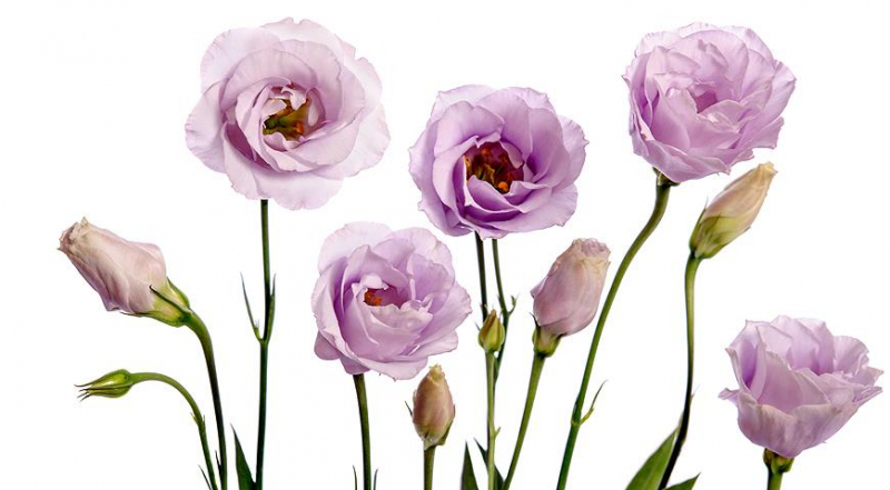 Wie man Eustoma aus Samen zu Hause zieht: Meisterkurs zur Aussaat in Torftabs