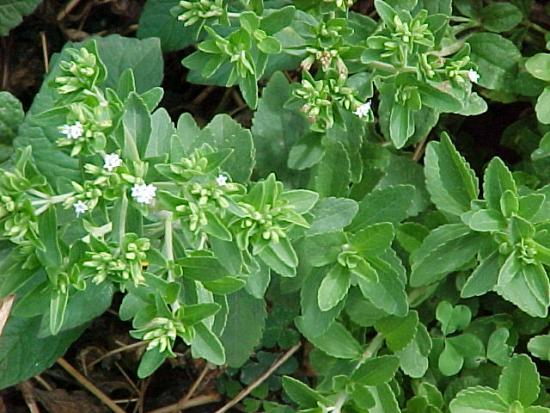 Wie man Stevia im Freiland anbaut und welche Pflege sie benötigt