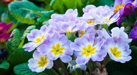 Primel: Pflanzung und Pflege der Pflanze im Garten