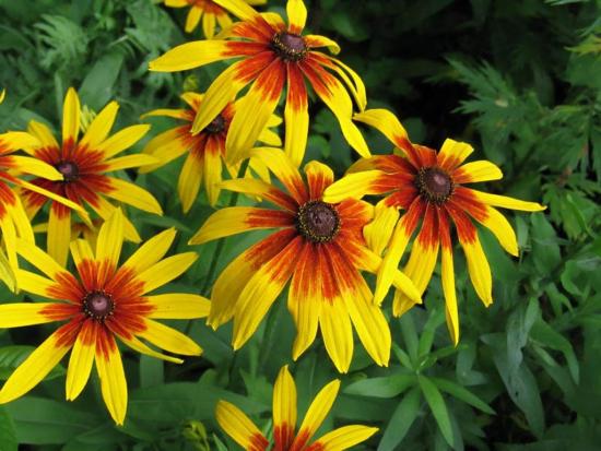 Rudbeckia: Anbau aus Samen, Aussaat und Pflege der Setzlinge