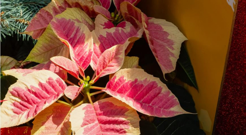 Die unglaublichsten und schönsten Sorten von Weihnachtssternen