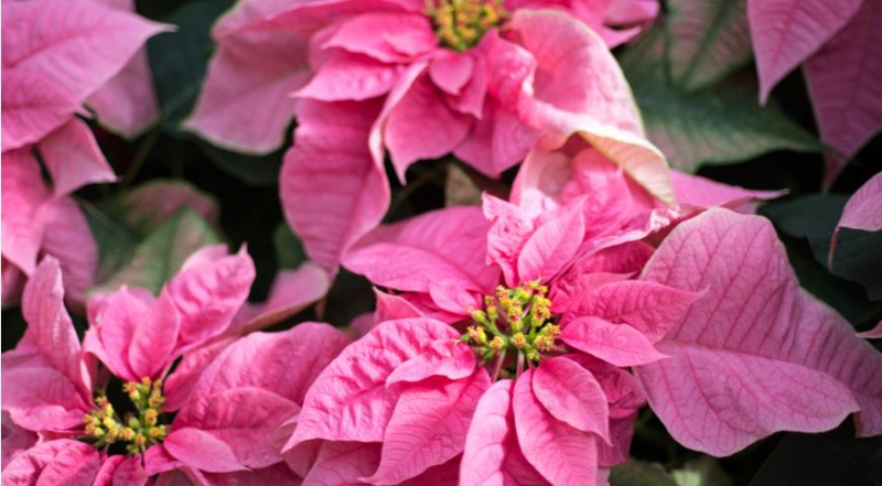 Die unglaublichsten und schönsten Sorten von Weihnachtssternen