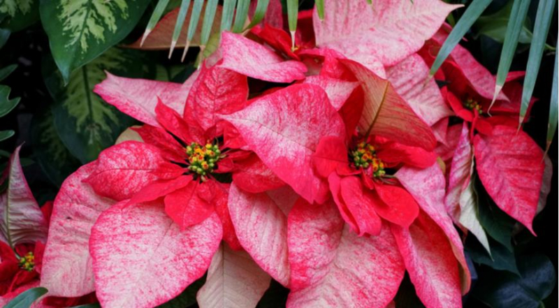 Die unglaublichsten und schönsten Sorten von Weihnachtssternen