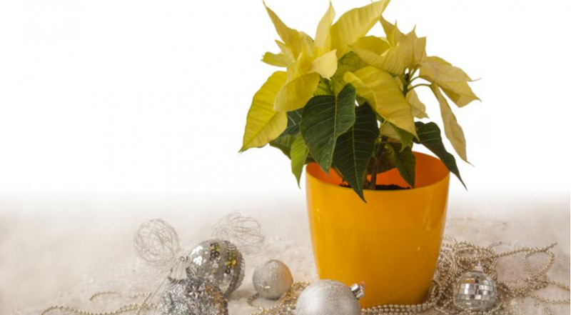 Die unglaublichsten und schönsten Sorten von Weihnachtssternen