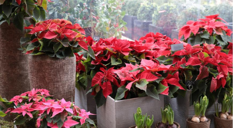 Die unglaublichsten und schönsten Sorten von Weihnachtssternen
