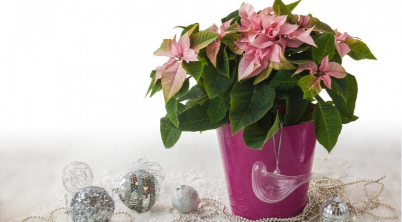 Die unglaublichsten und schönsten Sorten von Weihnachtssternen