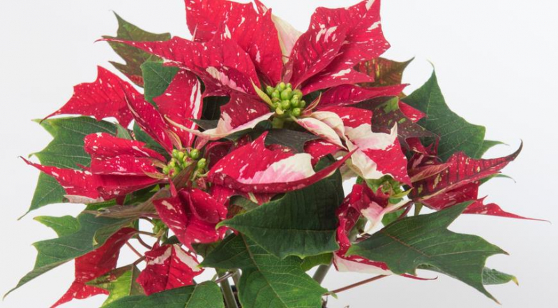 Die unglaublichsten und schönsten Sorten von Weihnachtssternen