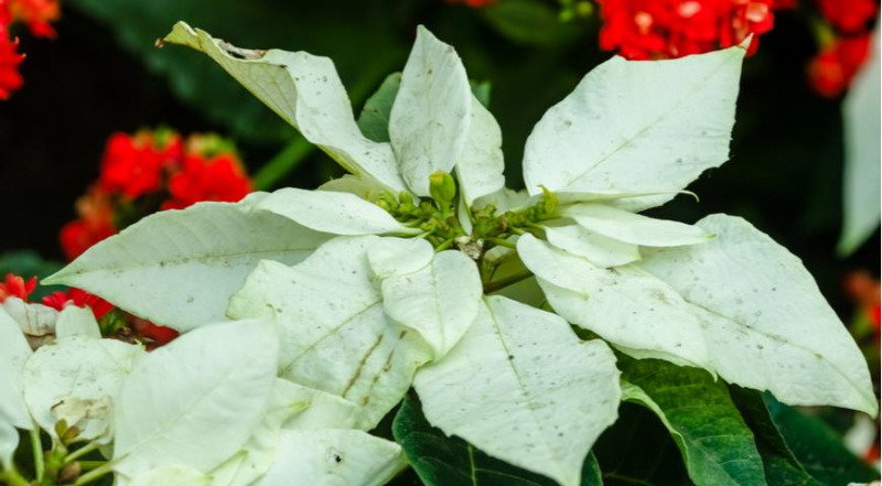 Die unglaublichsten und schönsten Sorten von Weihnachtssternen
