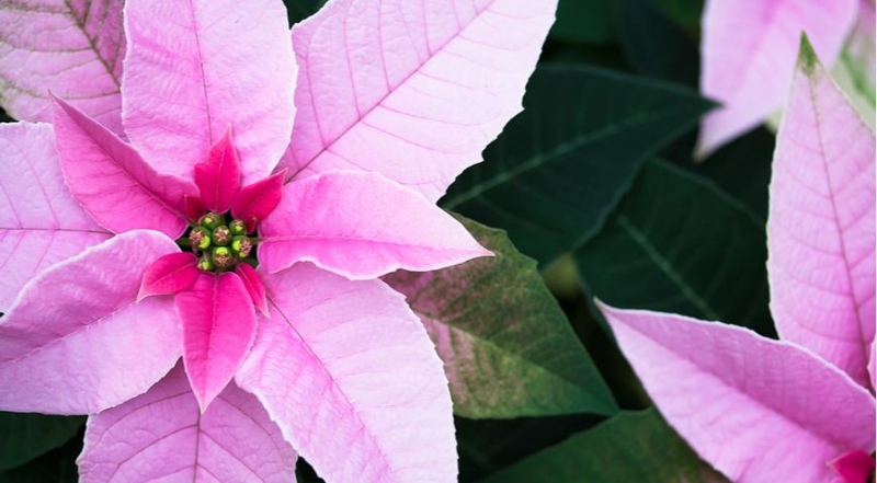 Die unglaublichsten und schönsten Sorten von Weihnachtssternen