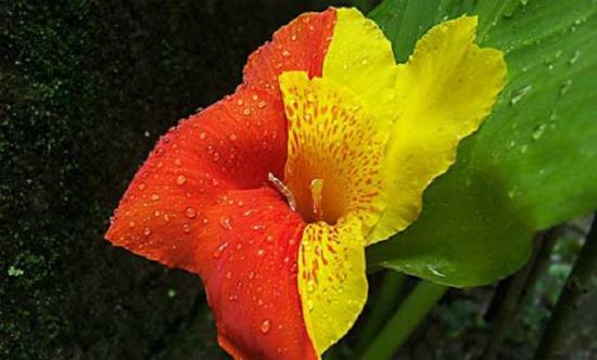 Erstaunliche Canna-Blüten: Anbau, Pflanzung und Pflege