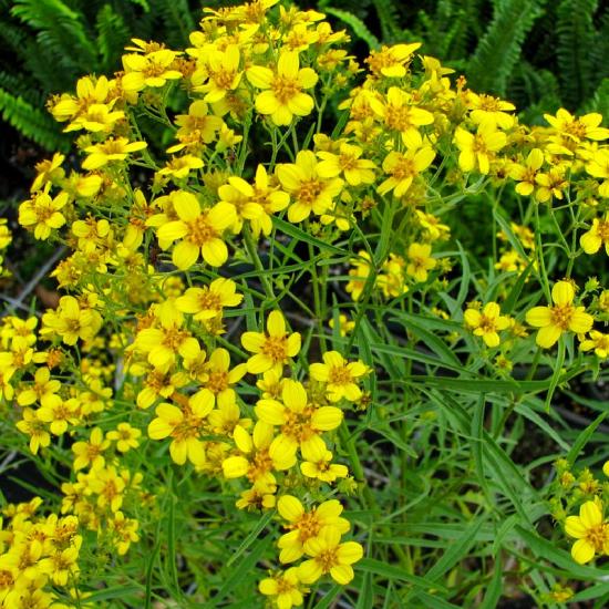 Anbau von dekorativem Zweizahn (Bidens)