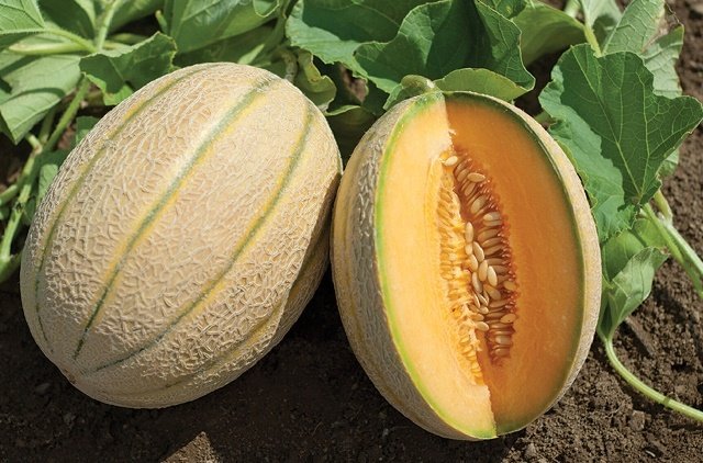 Ist eine Melone eine Frucht oder eine Beere?