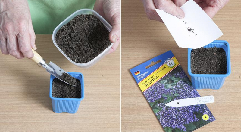 Wie man zu Hause selbst Setzlinge von Heliotrop zieht