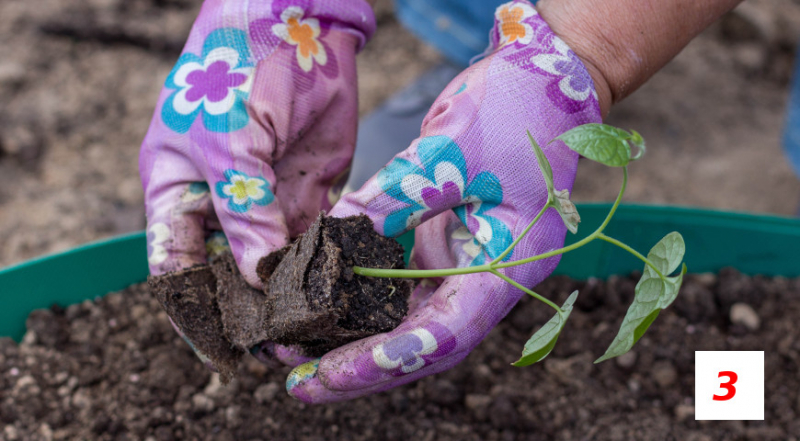 Anzucht von Ipomoea-Setzlingen: Schritt-für-Schritt-Meisterkurs von Irina Popowa