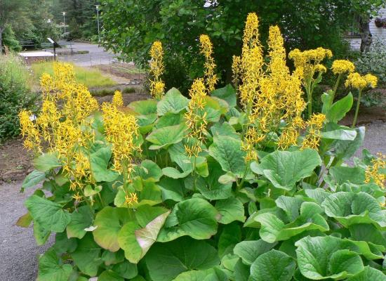 Ligularia: Pflanzen und Pflege der Blume im Garten