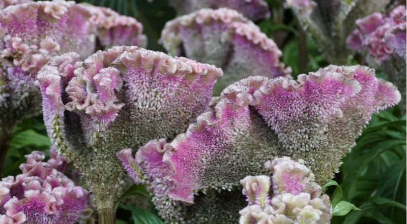 Celosia, die besten Arten und die schönsten Sorten
