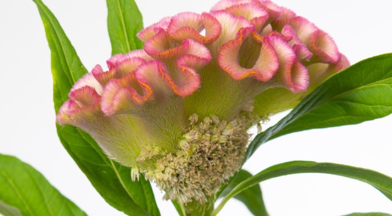 Celosia, die besten Arten und die schönsten Sorten