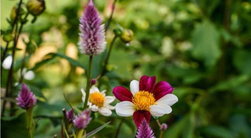 Celosia, die besten Arten und die schönsten Sorten