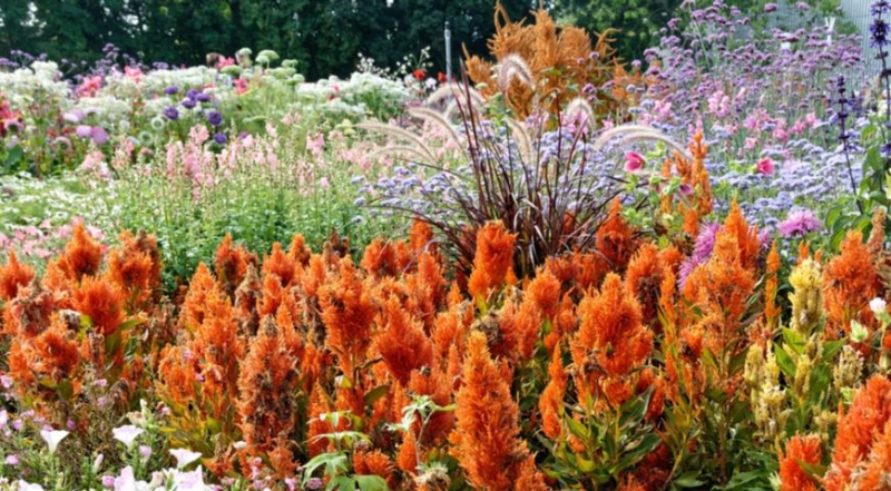 Celosia, die besten Arten und die schönsten Sorten
